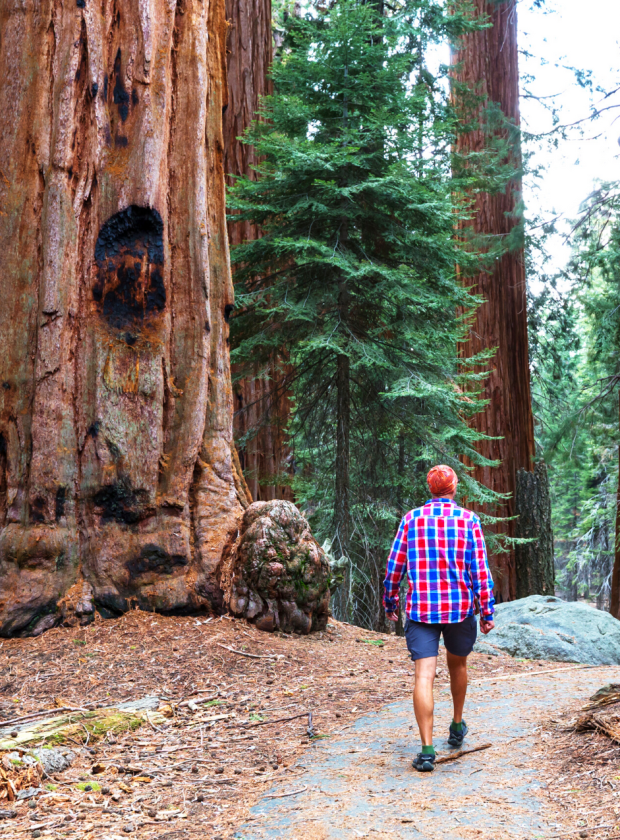 Bike & Hike — Muir Woods and Bike the Bridge Package (Guided Tour ...